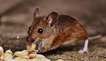 24 Hour & Emergency Exterminators in Baywood Park, CA